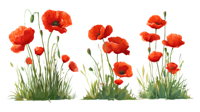 Collection of pressed red poppy  isolated on white background