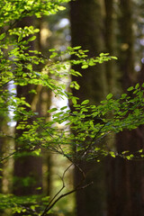 forest in the summer sunlight