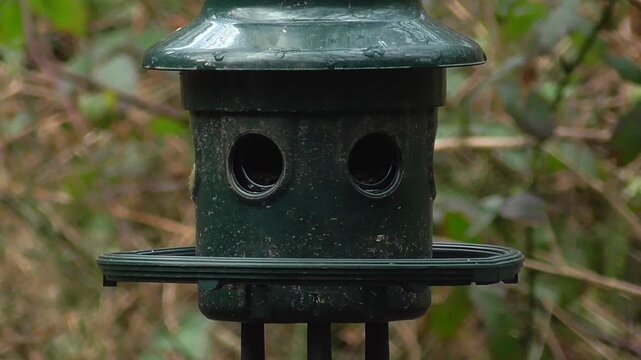Great Tit (Parus major) and Coal Tit (Periparus ater) Feeding on a Sunflower Hearts Bird Seed Feeder