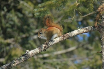 squirrel on a tree branch