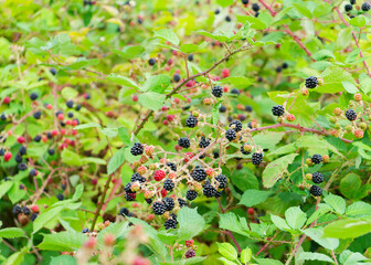 Wild blackberry bush in fruit