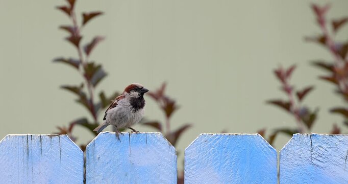 Close up view of house sparrow bird on the fence, slow motion.