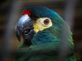 Caged blue-winged macaw