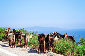 Obraz premium Goats grazing near the seaside cliff in Turkey