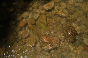 Rocks in water at Narrows hike zion national park utah during sunny summer day