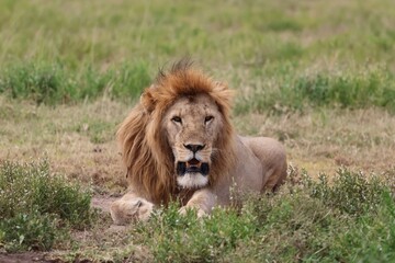 A male lion is in the Serengeti