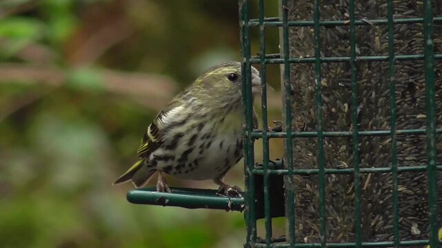  Eurasian siskin (Spinus spinus) Female Feeding on a Nyjer Bird Seed Feeder