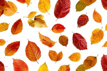 Obraz premium Autumn leaves scattered on a white background for seasonal design use