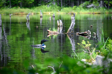 ducks on the lake