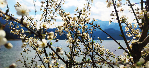 Spring flowers overlooking the lake 