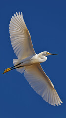 Snowy egret flies with outspread wings vertical