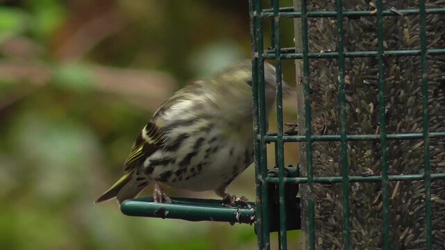 Female Eurasian Siskin (Spinus spinus) Feeding On A Niger, Or Nyjer, Seed Feeder