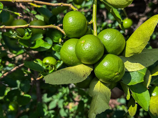 The lemon tree produces a pointed oval yellow fruit. Botanically this is a hesperidium, a modified berry with a tough, leathery rind. The rind is divided into an outer colored layer or zest, which is 