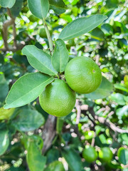 The lemon tree produces a pointed oval yellow fruit. Botanically this is a hesperidium, a modified berry with a tough, leathery rind. The rind is divided into an outer colored layer or zest, which is 