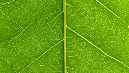 Obraz premium Close-up of a vibrant green leaf's veins
