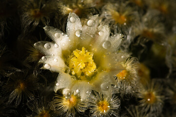 Mammillaria Schiedeana, cactus flower after a slight rain.