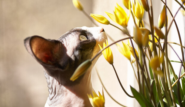 A Sphynx cat delicately explores a vibrant bouquet of yellow tulips