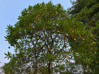 Cerbera manghas tree, also called as sea mango tree or bintaro. Fruits attached on tree branches