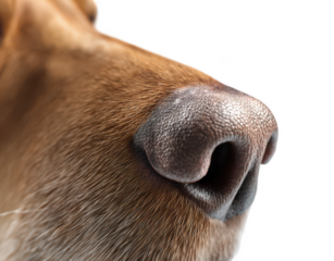 Close-up of a dog's nose, isolated on a white background, png, transparent