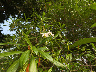 Flowers of Cerbera manghas tree or sea mango tree, white petals flower