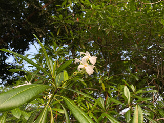 Flowers of Cerbera manghas tree or sea mango tree, white petals flower