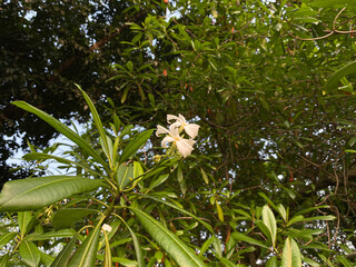 Flowers of Cerbera manghas tree or sea mango tree, white petals flower