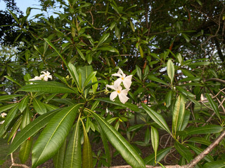 Flowers of Cerbera manghas tree or sea mango tree, white petals flower