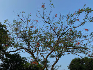 Delonix regia or flame tree, with clear blue sky background, view from below