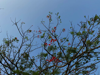 Delonix regia or flame tree, with clear blue sky background, view from below