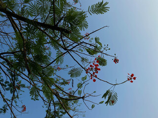Delonix regia or flame tree, with clear blue sky background, view from below
