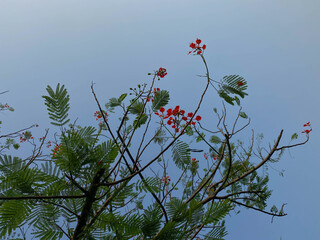Delonix regia or flame tree, with clear blue sky background, view from below