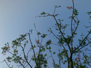 Delonix regia or flame tree, with clear blue sky background, view from below