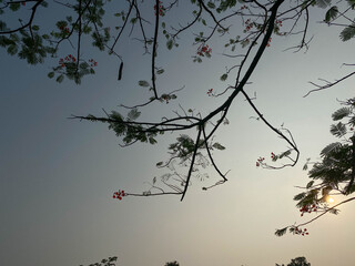 Shadow view of Delonix regia or flame tree in the morning, view from below