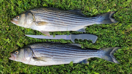 A fillet knife is placed between two large striped bass lying on the green grass, the scene highlighting a good meal of fresh fish and the bounty of nature.