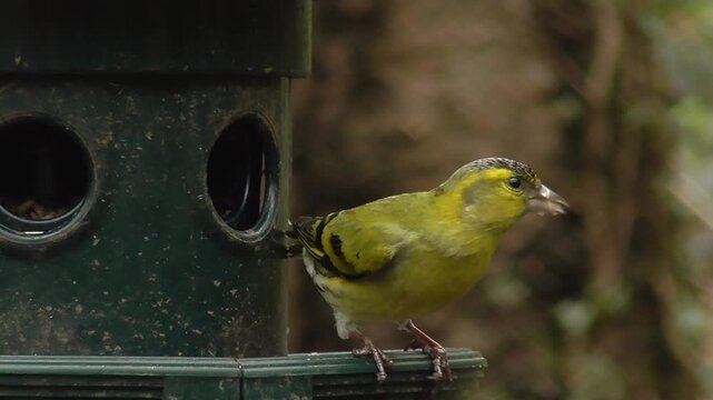 Eurasian Siskin Males (Spinus spinus) Feeding on a Sunflower Hearts Bird Seed Feeder