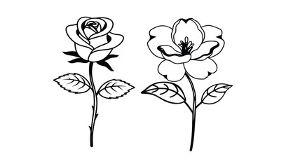 Two elegant hand drawn roses with leaves on white background simple line art botanical illustration