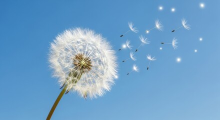 Naklejka premium Dandelion seeds blowing in the wind against a clear blue sky image