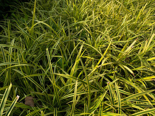 Banana boat sedge, yellowish color leaves of Carex siderosticta, ornamental grass at garden