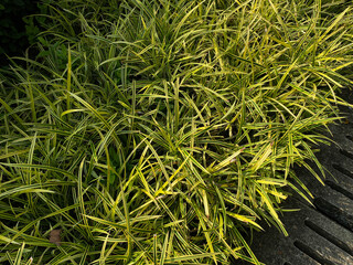 Banana boat sedge, yellowish color leaves of Carex siderosticta, ornamental grass at garden
