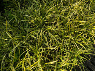 Banana boat sedge, yellowish color leaves of Carex siderosticta, ornamental grass at garden