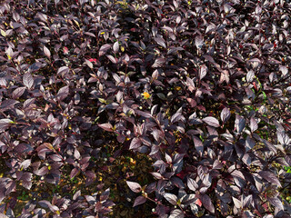 Bloodleaf or Iresine plant in group, dark red colored leaves, view from above