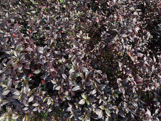 Bloodleaf or Iresine plant in group, dark red colored leaves, view from above