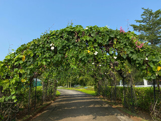 Thunbergia grandiflora creeper on park's way gate, ornamental plants. Also called as blue skyflower, clockvine, skyflower or skyvine