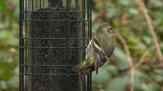 Eurasian Siskin (Spinus spinus) - Female Bird Feeding on Nyjer Seed Feeder