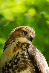 red tailed hawk