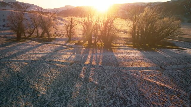 Drone footage of wintery trees in the snow at sunset.