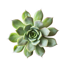 Close-up of a rosette succulent
