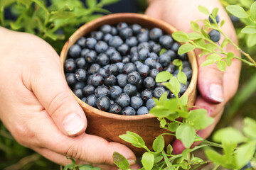 Wild blueberry harvest collecting in hands in forest in nature. Harvesting, picking blueberries berries in wooden bowl close up macro