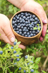 Wild blueberry harvest collecting in hands in forest in nature. Harvesting, picking fresh blueberries berries in wooden bowl close up macro