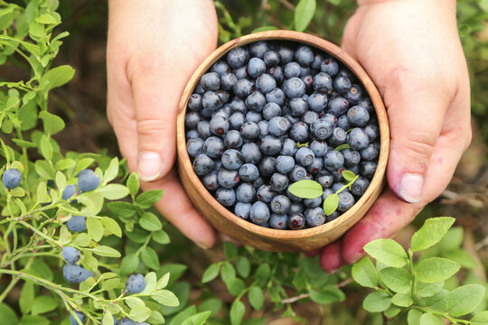 Wild blueberry harvest collecting in hands in forest in nature. Harvesting, picking fresh blueberries berries in wooden bowl close up top view - Powered by Adobe